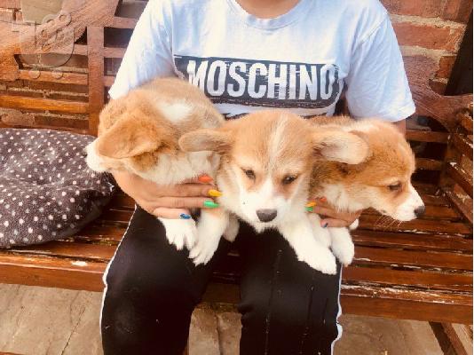 PoulaTo: welsh corgi μου